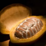 Ngừa sâu răng bằng cacao