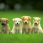 Làm gì khi trẻ bị chó cắn?